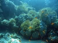 Healthy coral reef in Aqaba