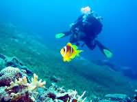 Diver with clownfish