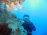 Diver by reef wall