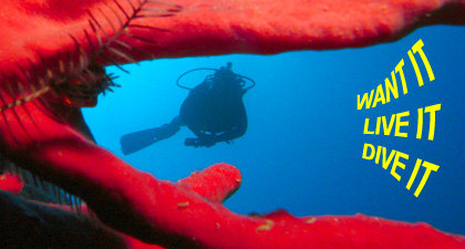 Diver seascape