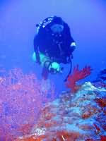 Tec Diver over coral