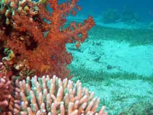 Red soft coral on reef