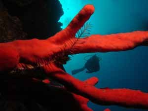 Diver and red sponge