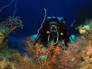 Corals at tec depths