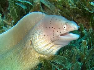 Gray moray eel