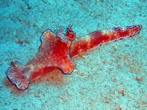 Longtailed nudibranch