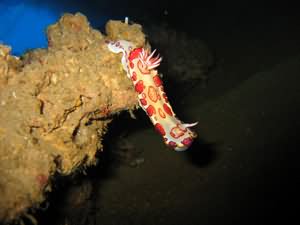 Rare nudibranch