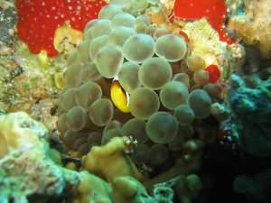 Small clown fish - big anemone