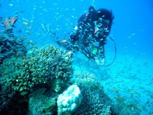 Fish crowd rebreather diver