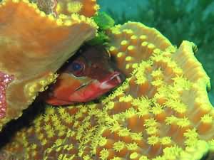 Fish in lettuce coral
