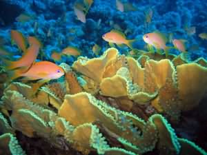 Cabbage coral with fairy baselets