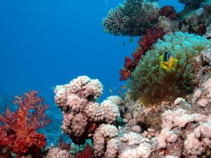 Clown fish and soft corals