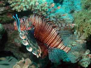 Lion fish with cleaner