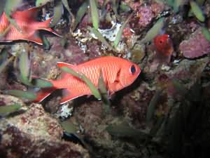 Cardinal fish