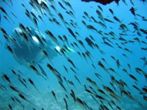 Diver through glassfish