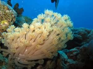 Clapper coral