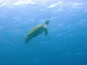 Turtle surfacing