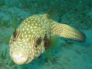 Yellow eyed puffer fish