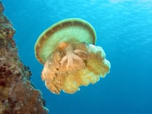 Upsidedown jellyfish