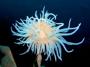 Sun anemone