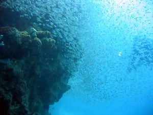 Diver behind glass fish