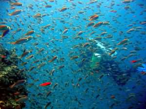 Diver behind shoal