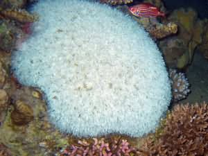 Hard coral feeding
