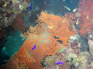 Net corals