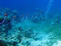 Net over corals