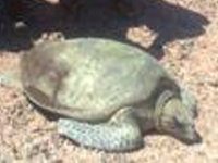 Rescued Green Turtle