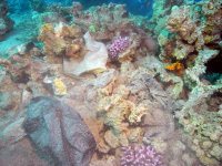 Plastic bags on reef