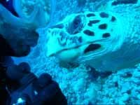 Dive with turtle