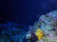 Reef at 85m depth
