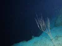 Underwater seascape at 100m