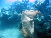 Plastic bag on coral reef