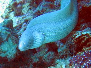 Gray Moray eel