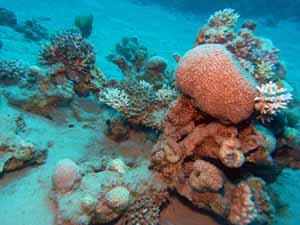 Clean corals