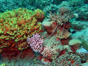 Fishing line on corals