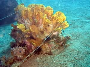 Cabbage coral with fishing line