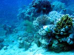 Illegal net killing reef fish