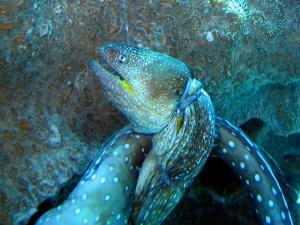 Dead yellowmouth moray eel!
