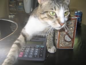 Accountant cat!