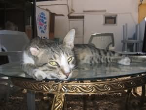 Table cat