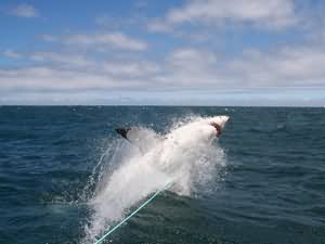 Breaching Great white shark