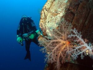Taiyong wreck corals