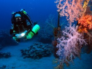 Taiyong wreck corals