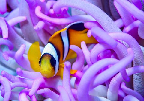 King Abdullah Reef