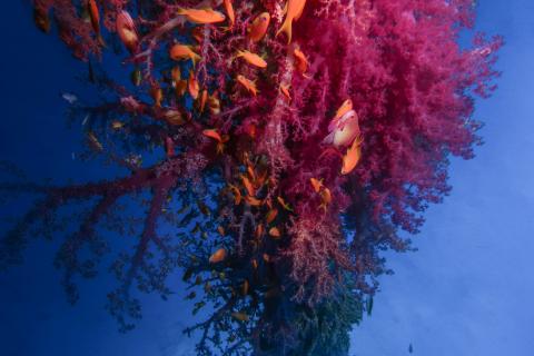 Upside-Down Peir