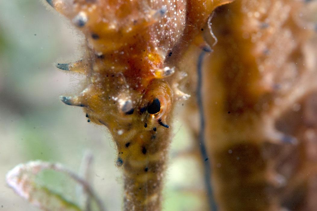 Underwater Photographer
