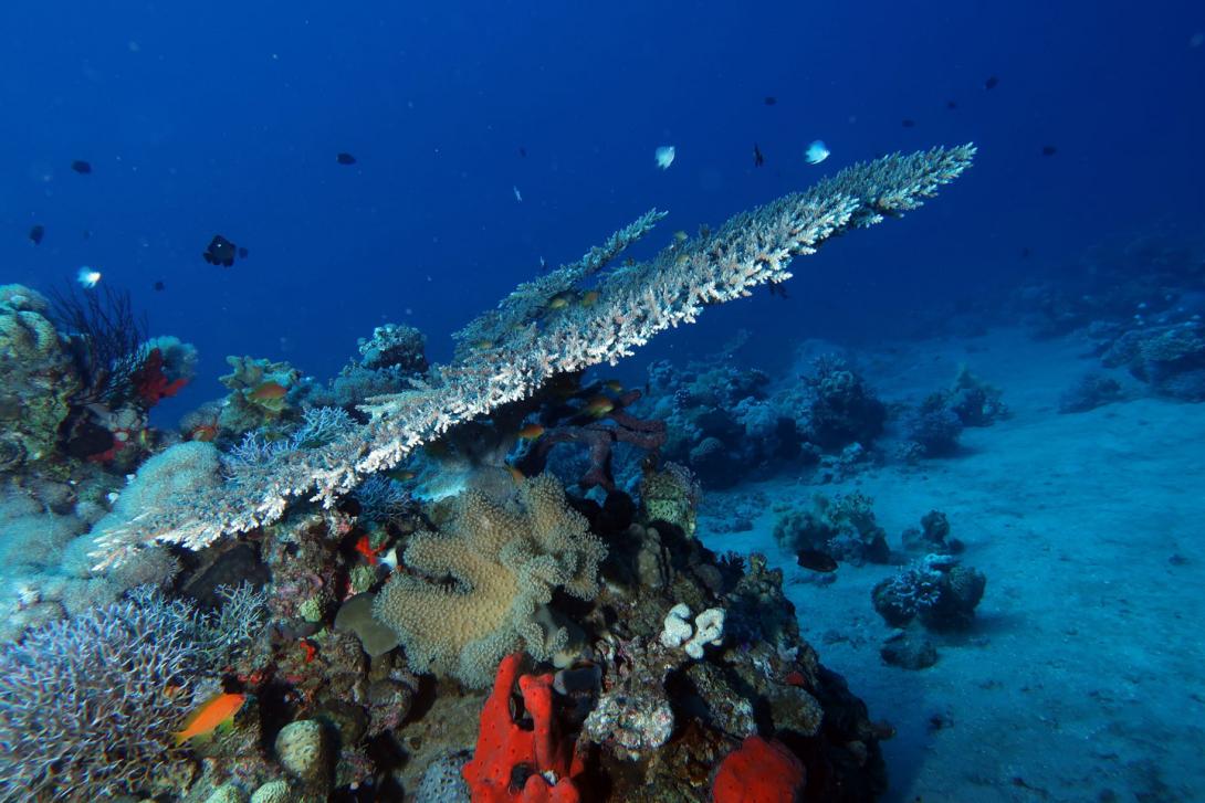 Reef Diver